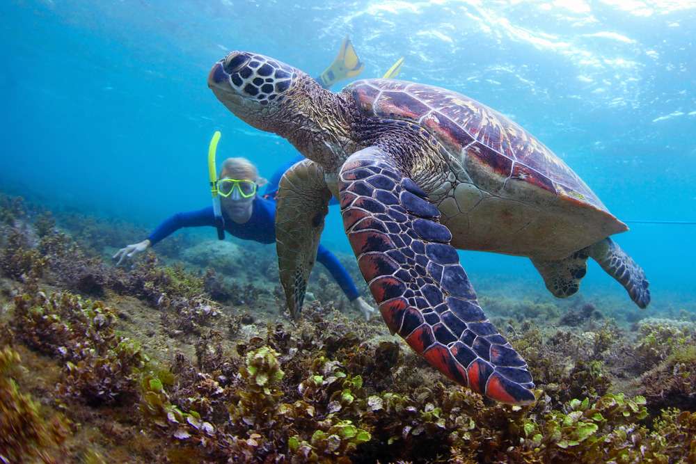 Snorkeling in Mirissa Image
