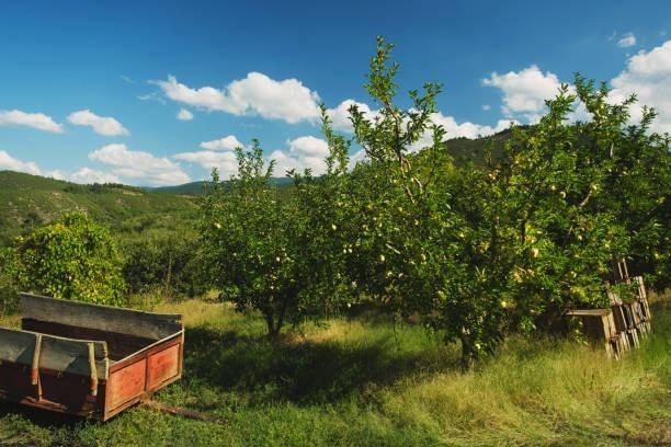 Apple Orchard Resort