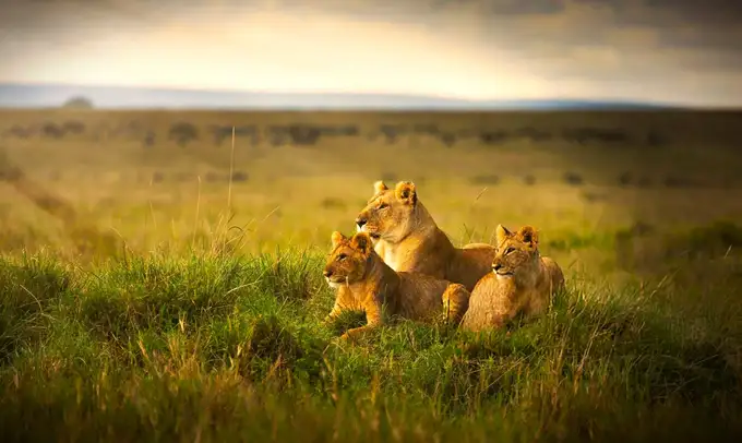 Embark on a journey that takes you through the thrilling rides in Masai Mara