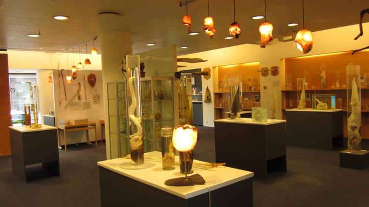 The Icelandic Phallological Museum Iceland