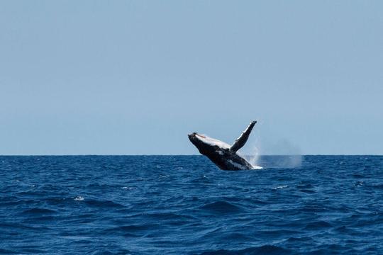 Whale Watching Cruise in Gold Coast Image