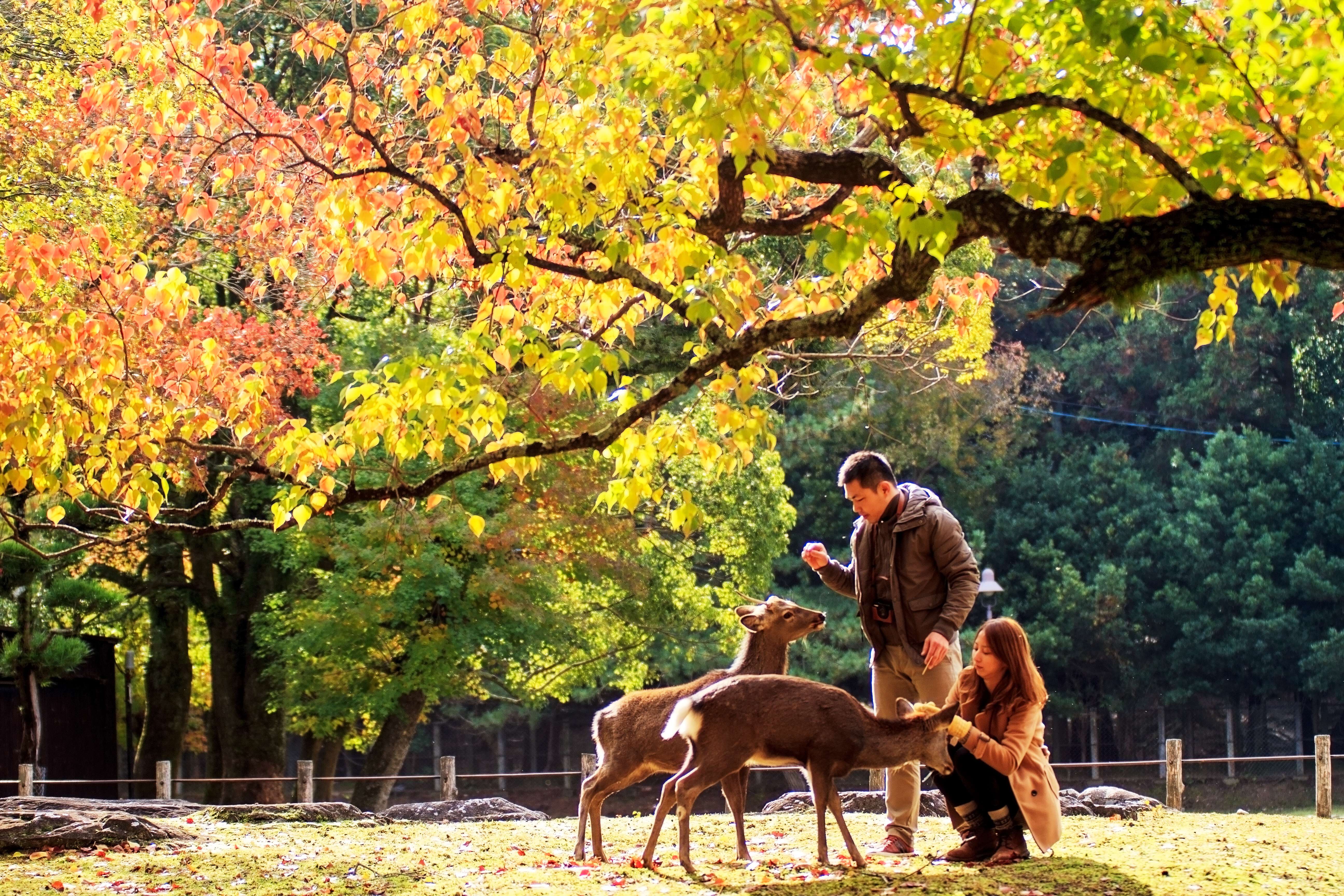 Get a chance to feed the friendly deers, a symbol of God's messenger at the Nara Park