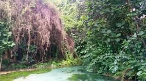 Yankari Game Reserve