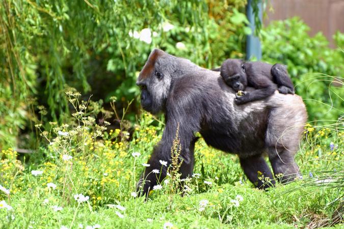 Cross River National Park