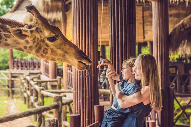 Enjoy feeding animals  at the ZSL London Zoo