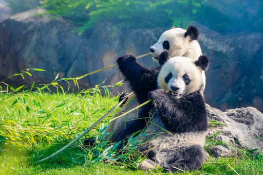 Zoo Aquarium Madrid Tickets Image