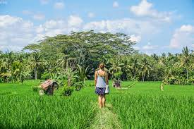 Scenic Rice Field Trekking in Ubud Image