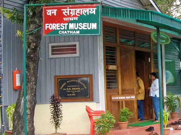 Forest Museum