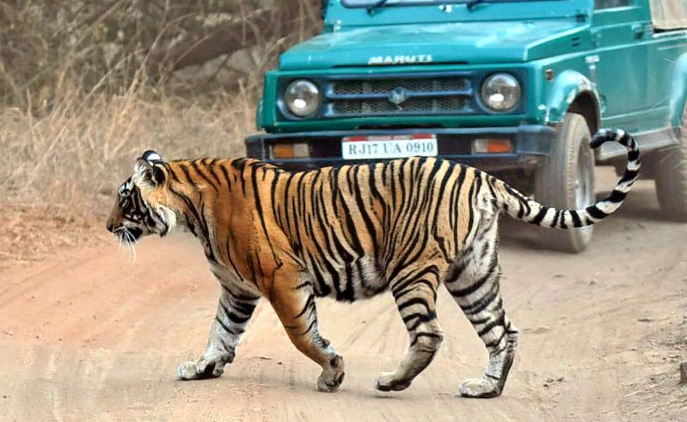 Jim Corbett Canter Safari Image