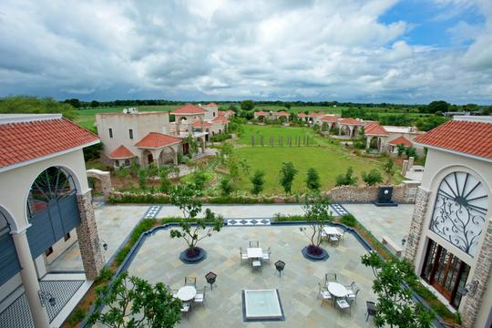 Tree of Life, Ranthambore Image