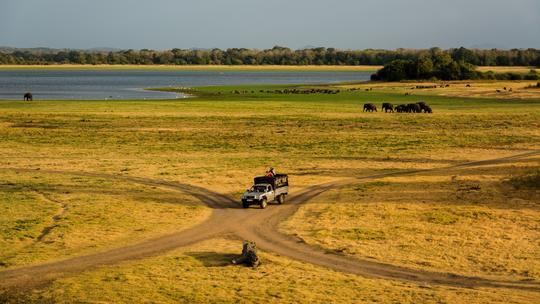 Minneriya National Park Safari from Anuradhapura Image