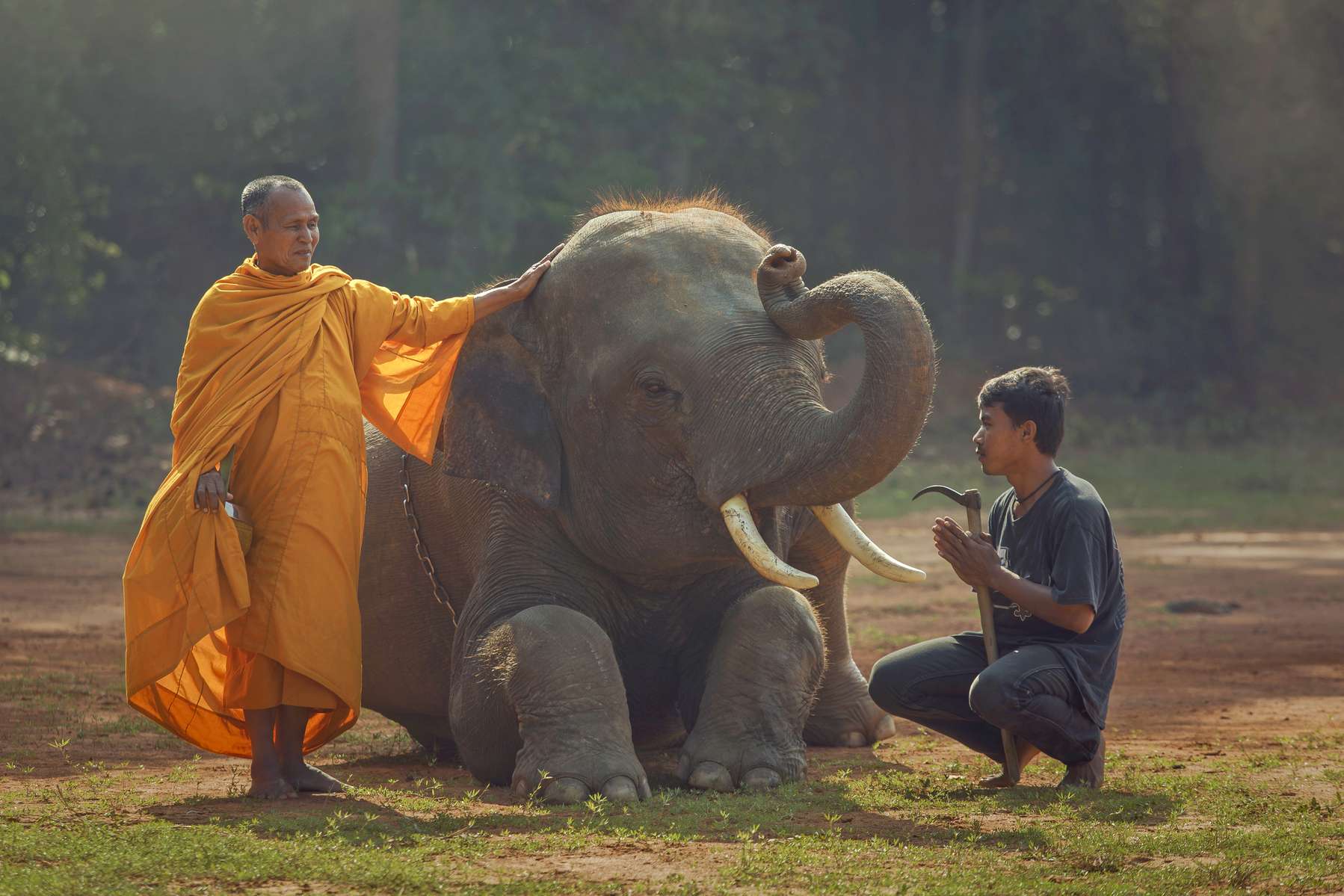 Elephant Safari Park Tickets Image