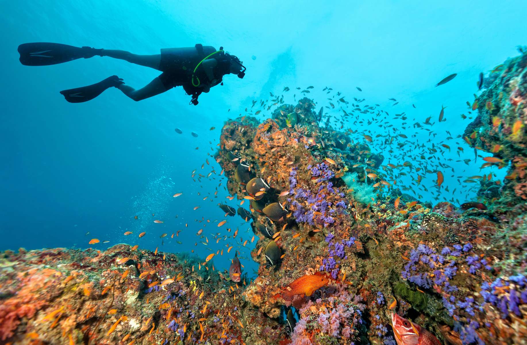 Scuba Diving in Male Maldives Image