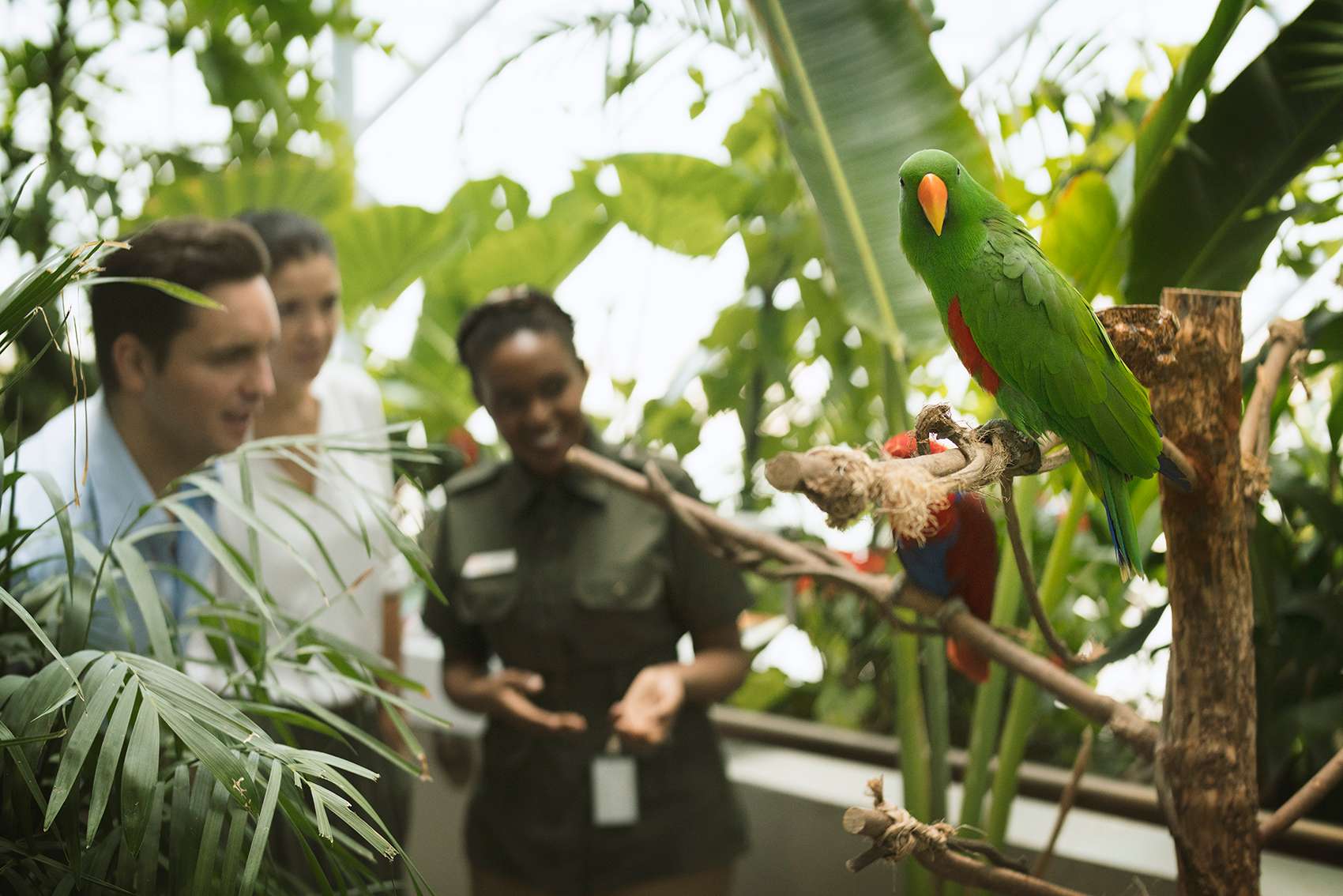 The Green Planet Dubai General Admission Tickets Image