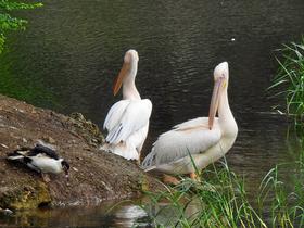 4gwsh8fm31i20owoyu1ca5b3v79n 1585043182 shutterstock 1534959809