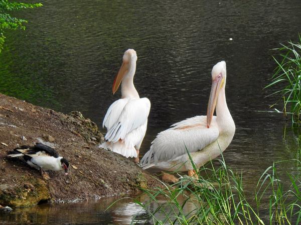 Pradhyuman Zoological Park