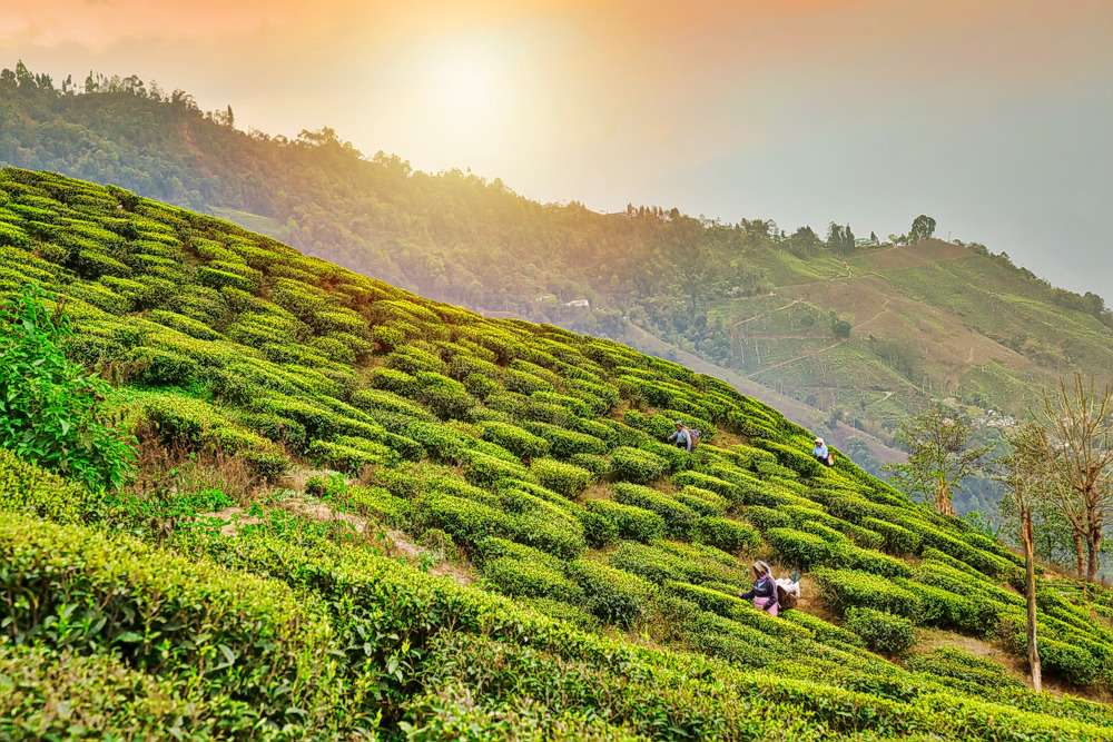 North Bengal Tour Image