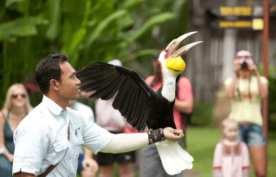 Bali Bird Park Tickets Image