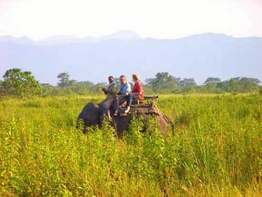 Wildlife Tour In Kaziranga National Park Image