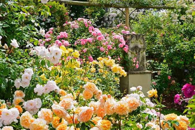 David Austin Roses