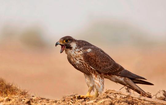 Wildlife Tour Of Little Rann Of Kutch Image