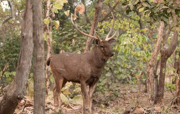 4nbllzeg4z5fdm3smw477x5y5you gir%20jungle%20safari%206