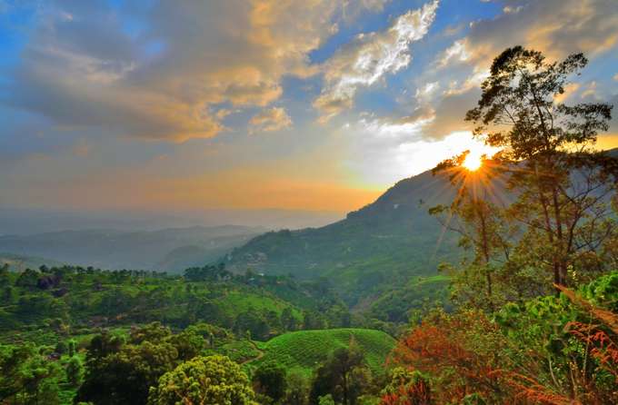 Plantation Sightseeing Tour in Munnar
