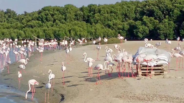 Ras Al Khor Wildlife Sanctuary
