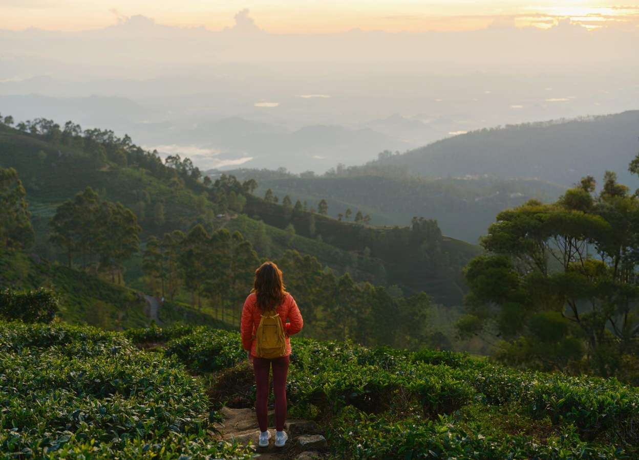 Stroll through the tea plantations of Darjeeling