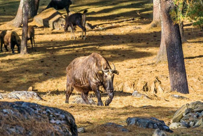 Motithang Takin Preserve