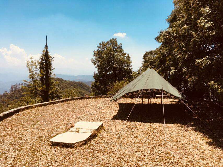 Tree of Life Binsar Image