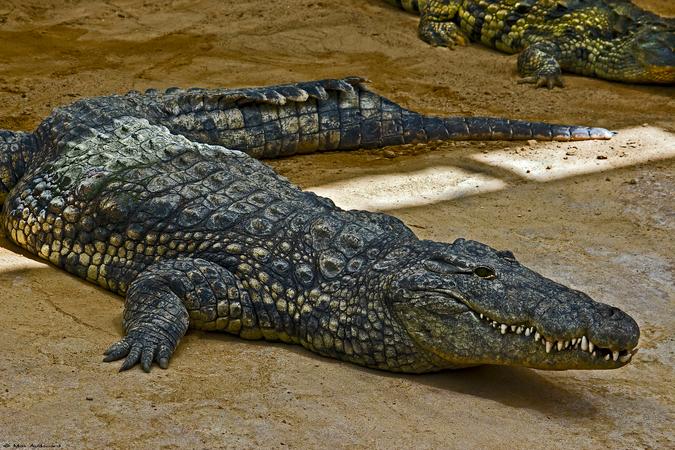 La Ferme Aux Crocodiles