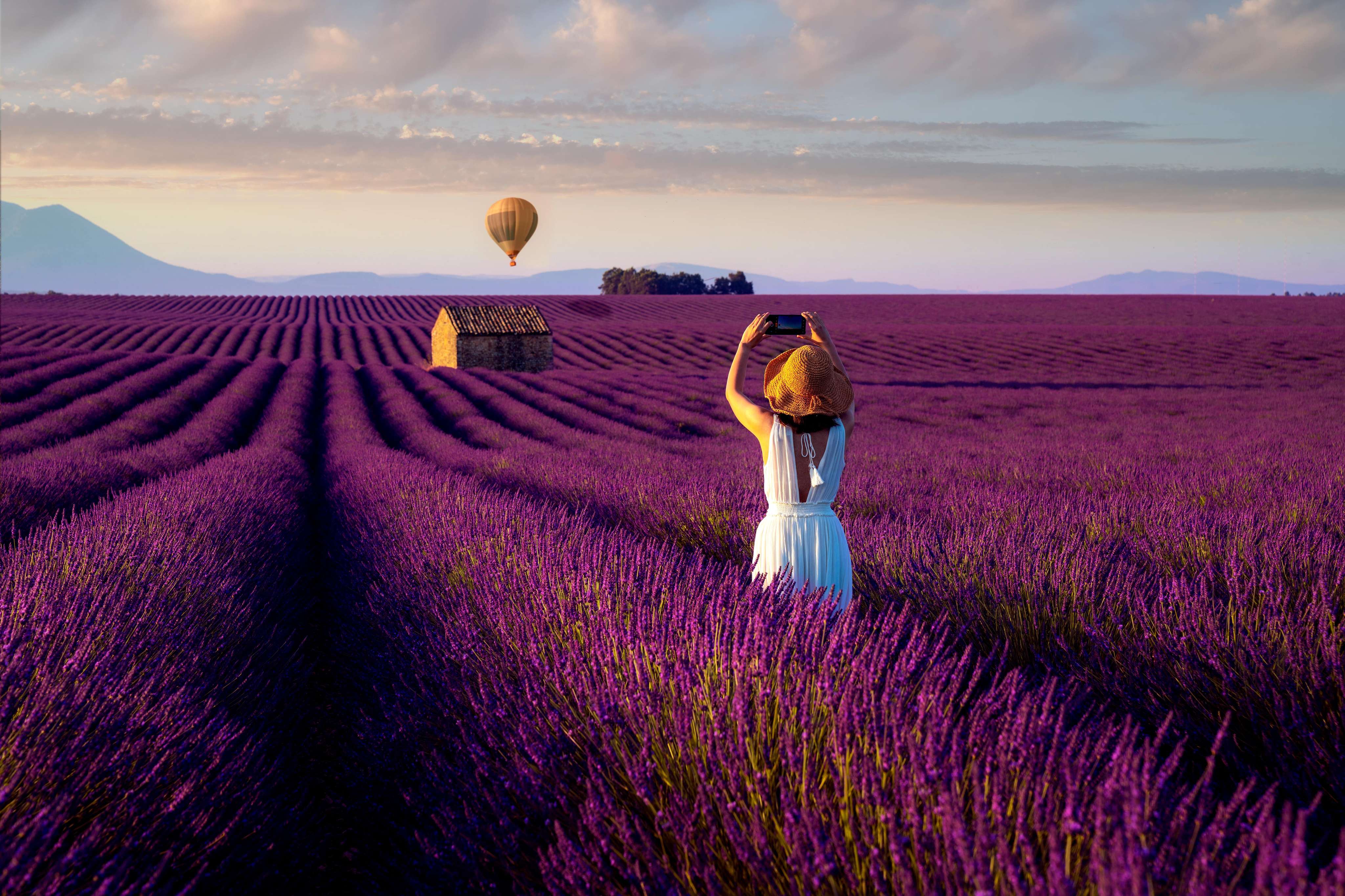 View of lavender field in France