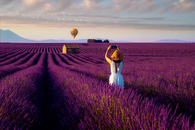 View of lavender field in France