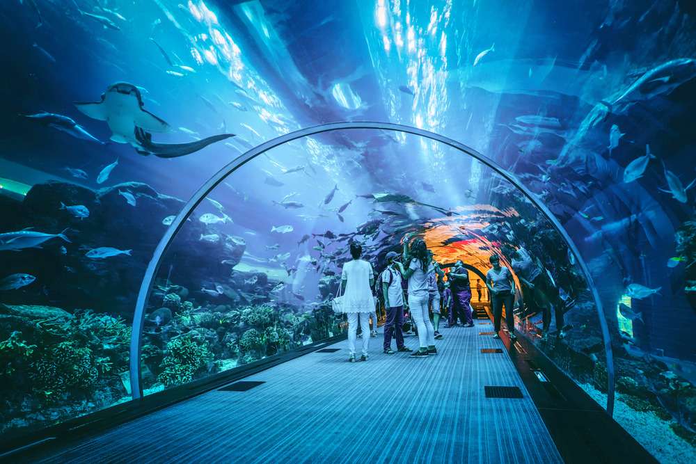 Underwater tunnel offers a 270-degree view 