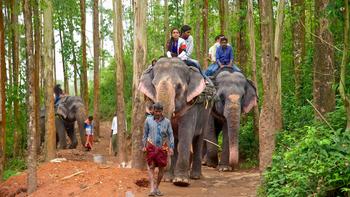 4vim5ct733jq5g1pnh3wdmdpawom 102046 carmelagiri elephant park