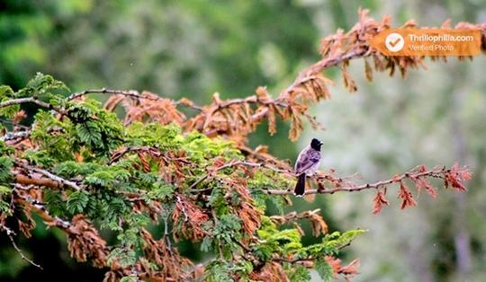Trekking In Masinagudi Image
