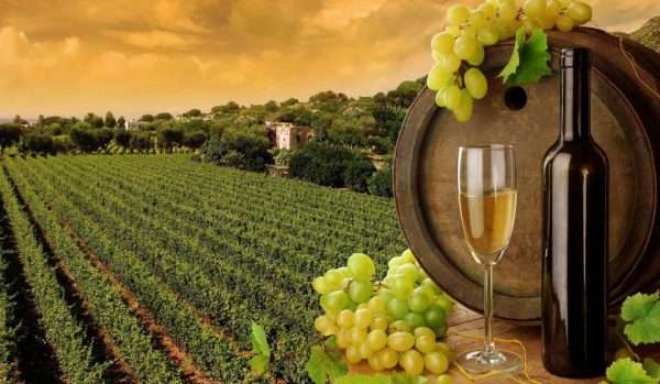 Enjoy guided tours of the scenic winery and vineyard