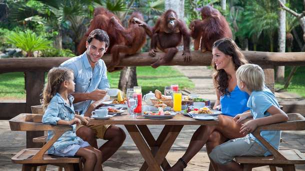 Breakfast with Orangutans at Bali Zoo