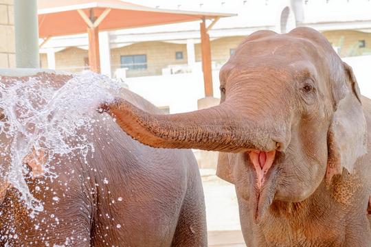 Emirates Park Zoo Tickets Image