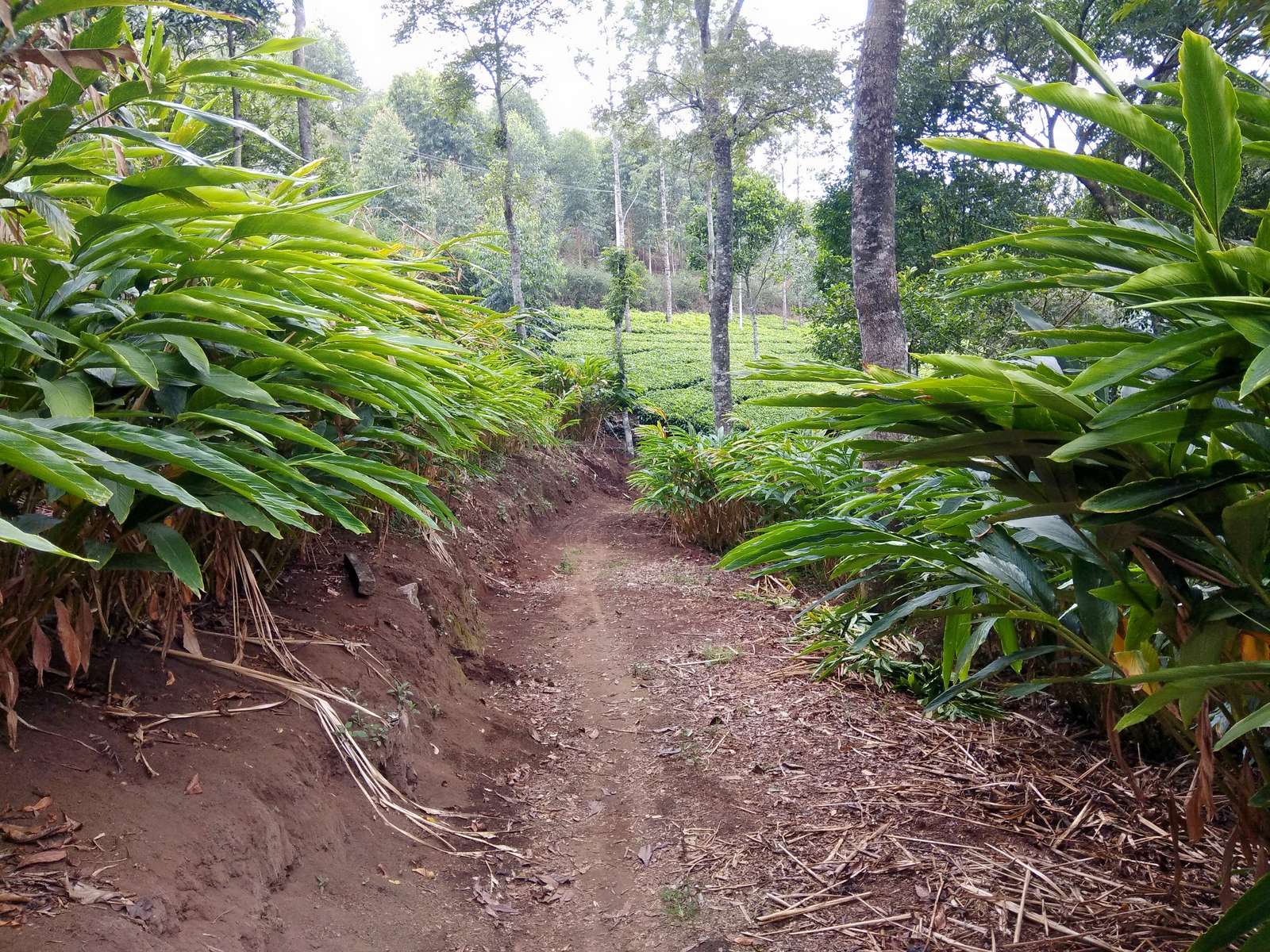 Kolukkumalai Tea Estate Walk Image