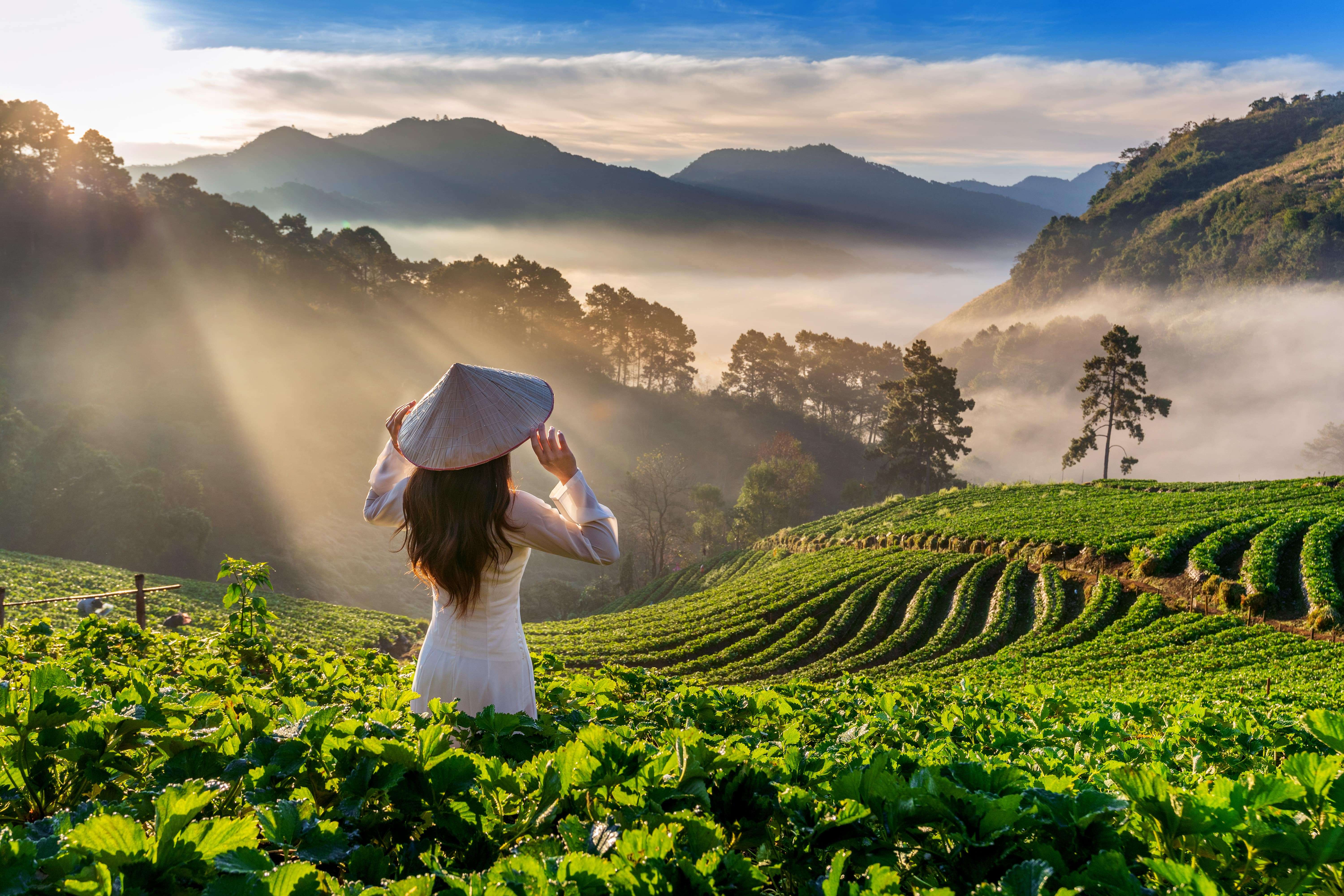 Lush green rice terraces of Vietnam