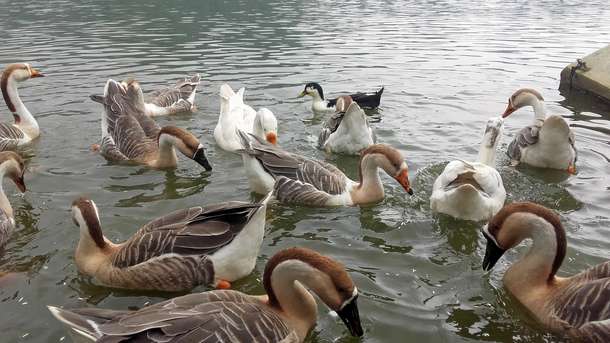 5368atoltbkzmhlldi31053abtmv 1568189294 darjeelign5