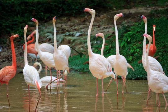 A’Famosa Malacca Tickets Image