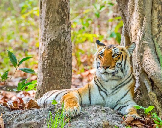 Nainital and Jim Corbett Tour from Delhi Image