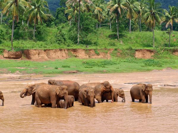 Pinnawala Elephant Orphanage
