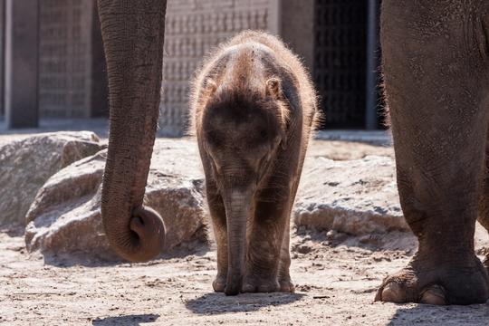 Berlin Zoological Garden Tickets Image