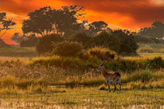Zimbabwe Safari Package from India Image