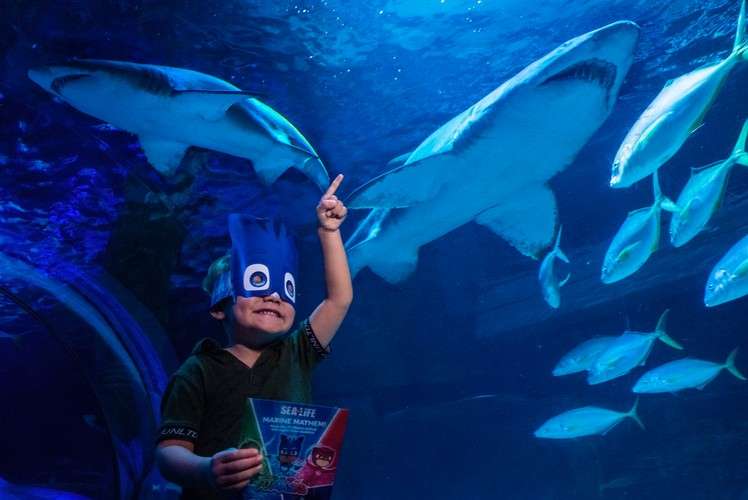 Sea Life Busan Aquarium Tickets Image