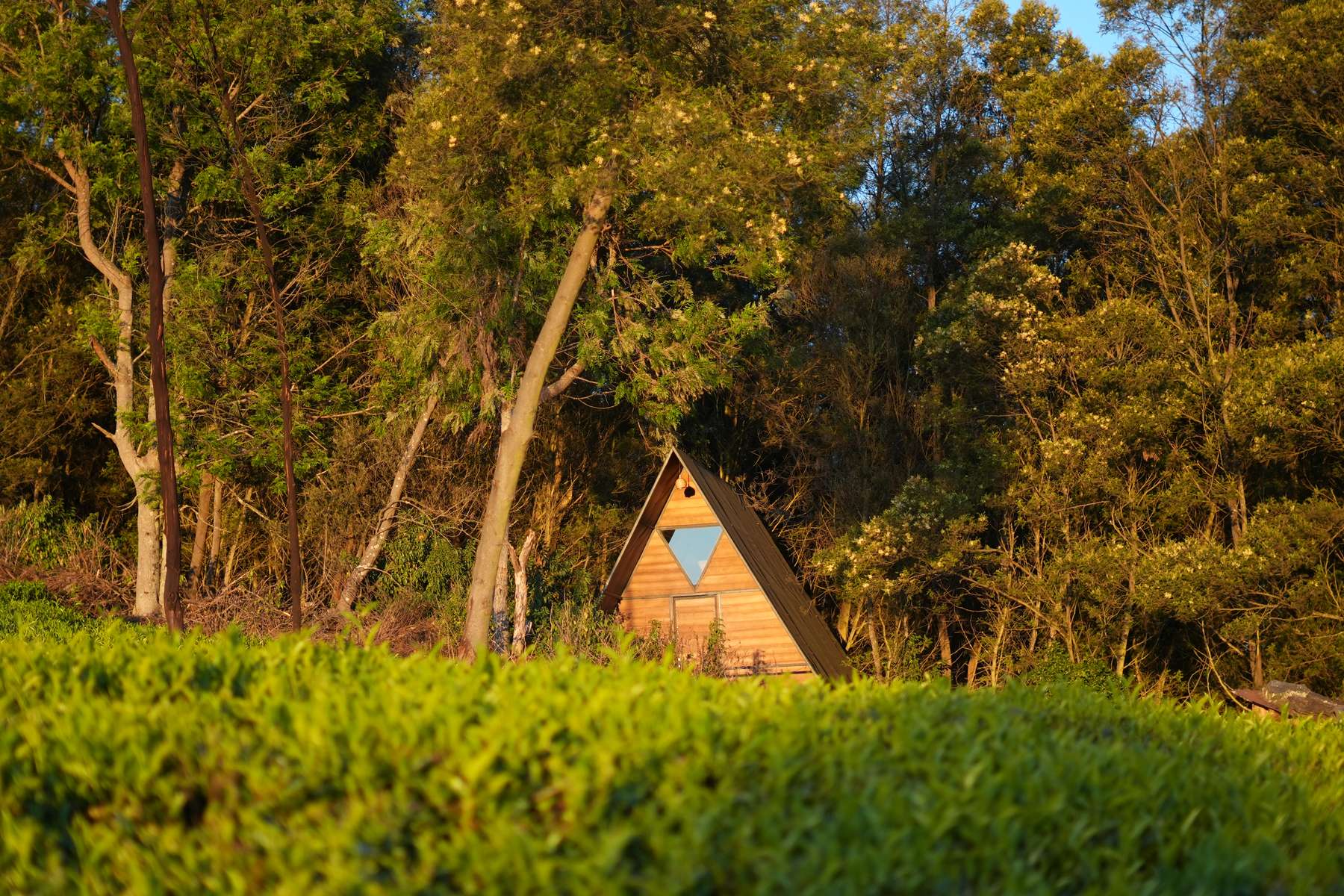 Jungle Camping in Ooty Image
